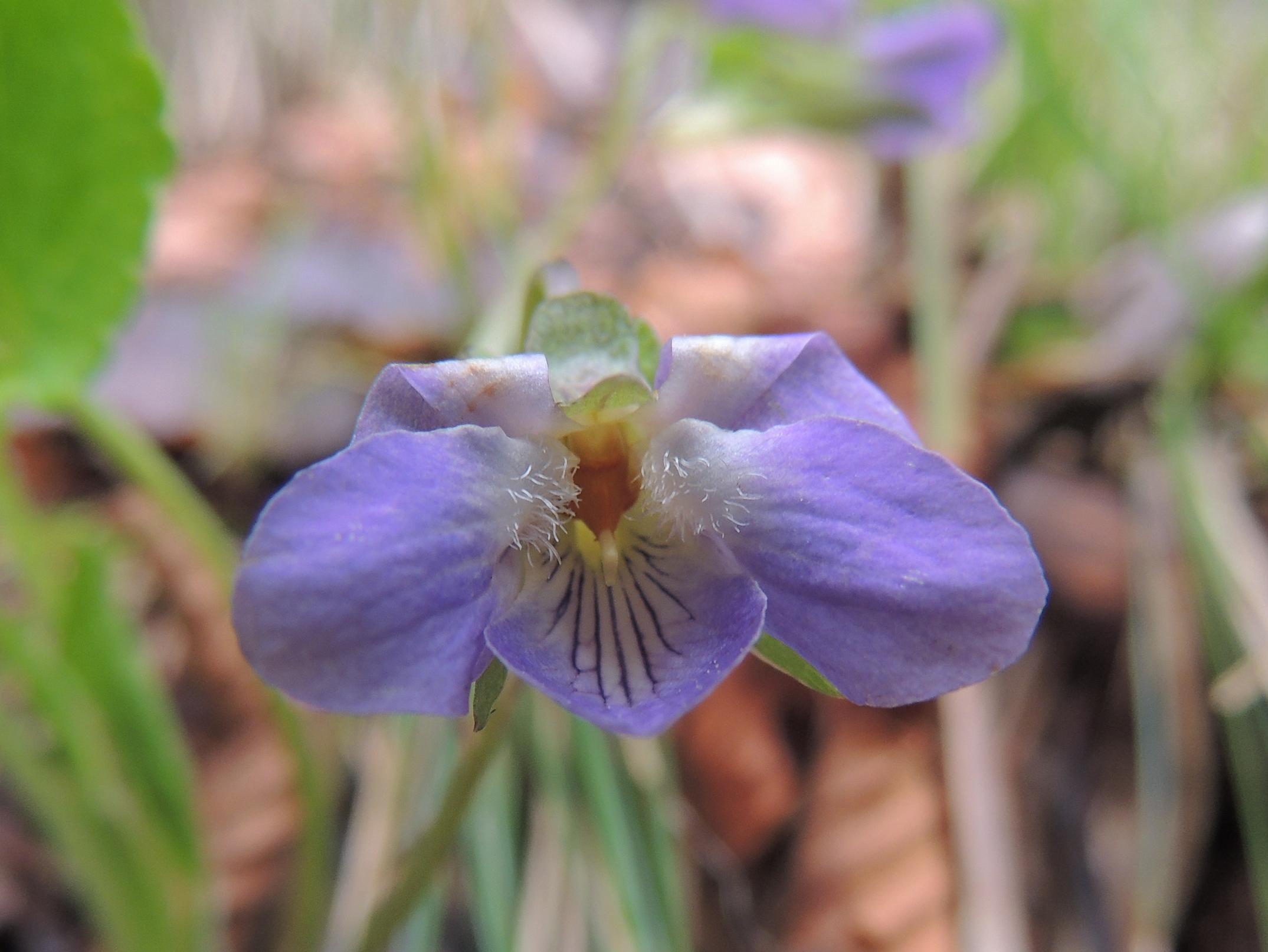 Viola mirabilis/viola mirabile